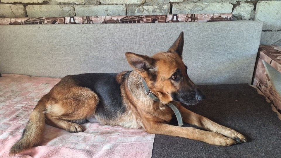    Теперь у Альмы есть дом и собственный диван. Фото: приют для животных "Восточный Крым"