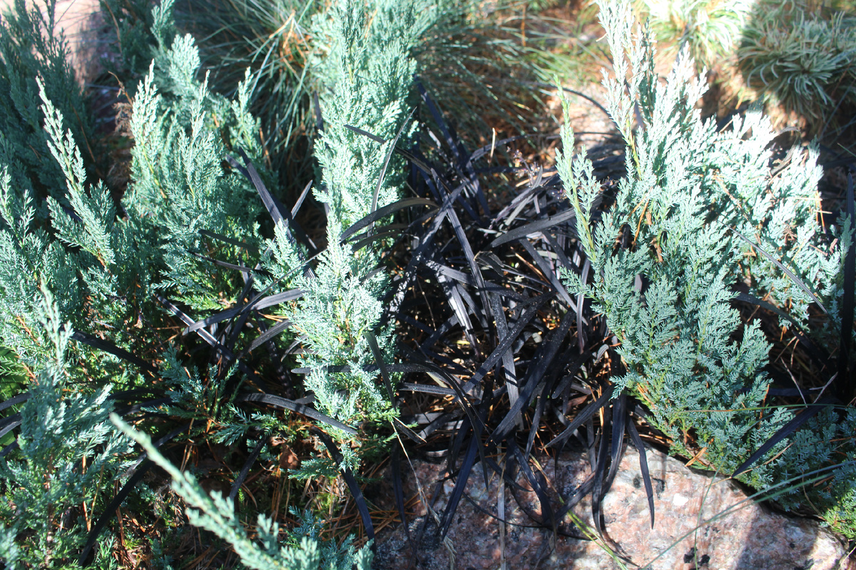 октябрь в нашем саду