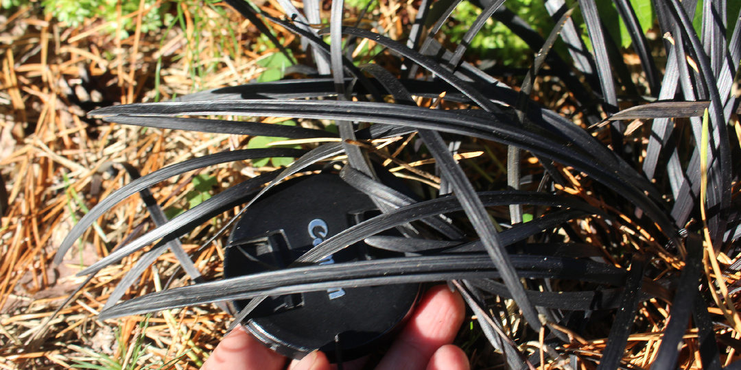 Секрет черного офиопогона