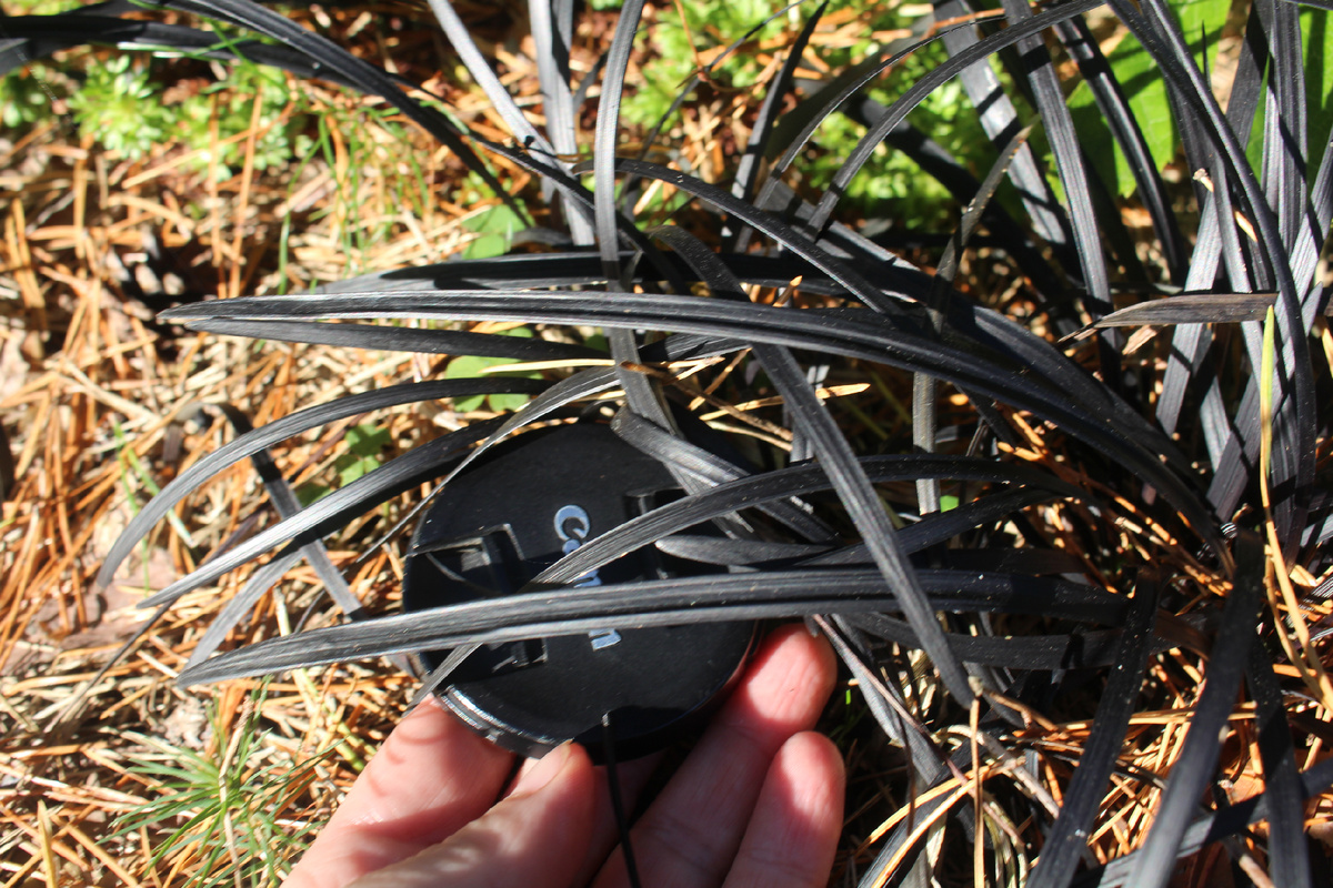 июль в нашем саду