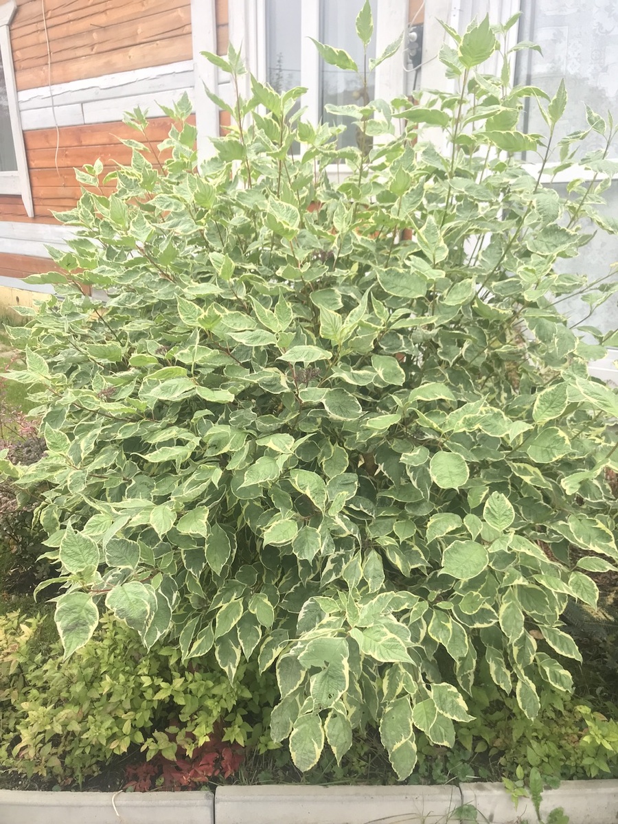 Дёрен Элегантиссима