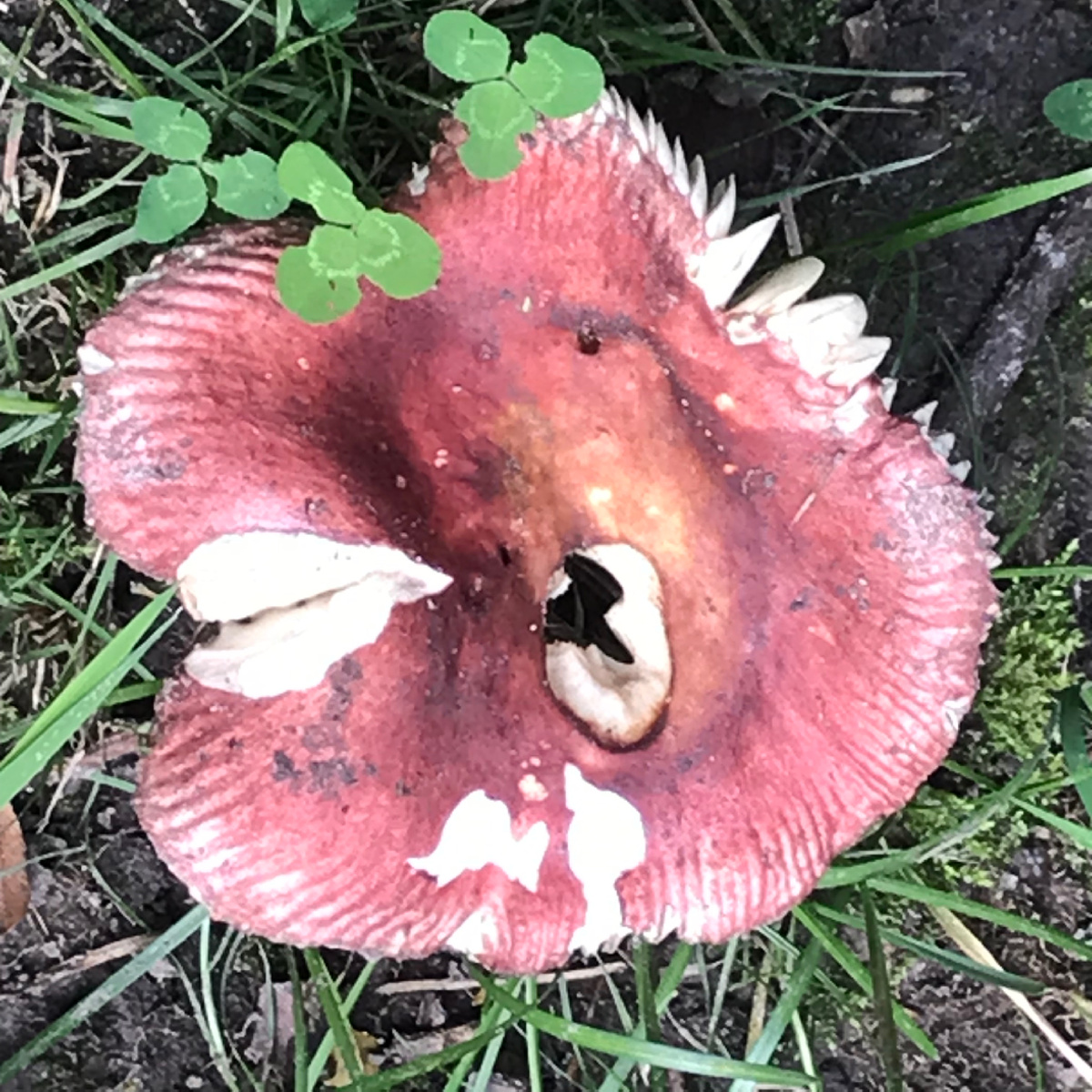 Идешь по аллее и вдруг натыкаешься вот на такую милую сыроежку. Фото автора 