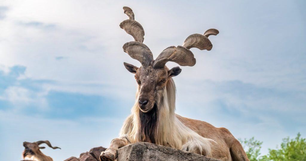 Знакомство с животными,у которых самые большие рога в мире❗