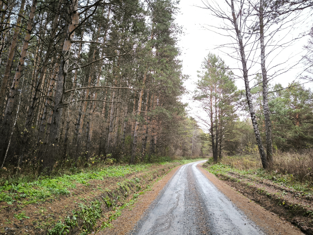 Дорога к дачам сквозь лес