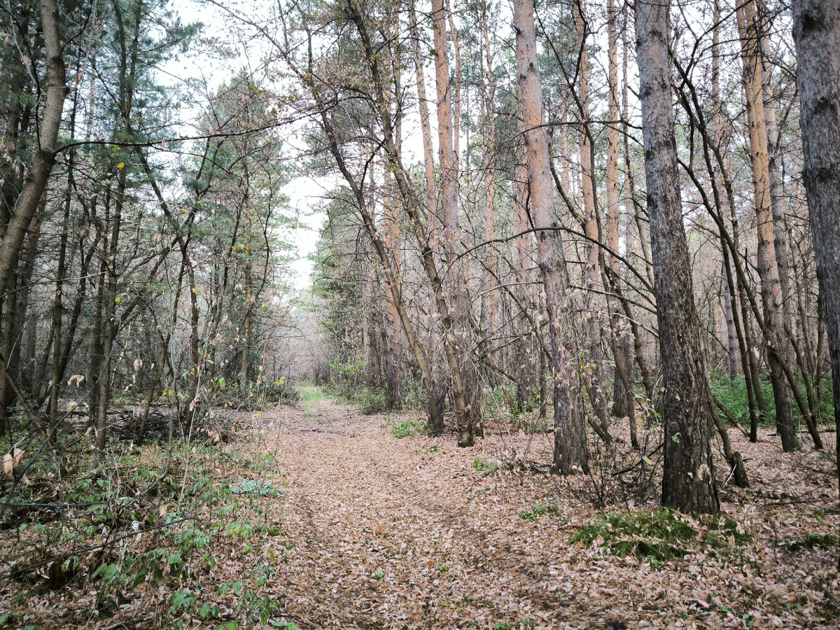 Пожарные просеки в посадках. Чуть дальше они заросли совсем. Там - царство лосей