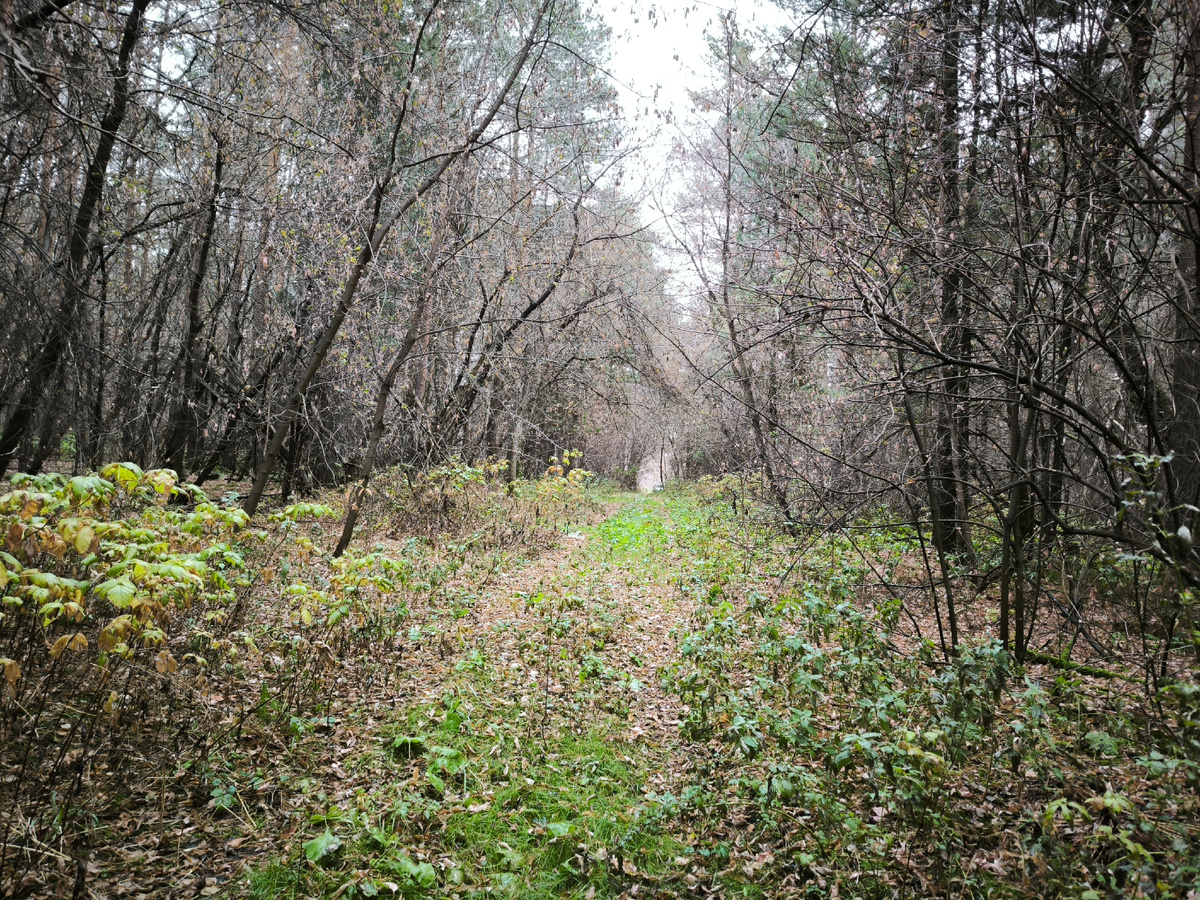 Отошёл поглубже, смотрю обратно
