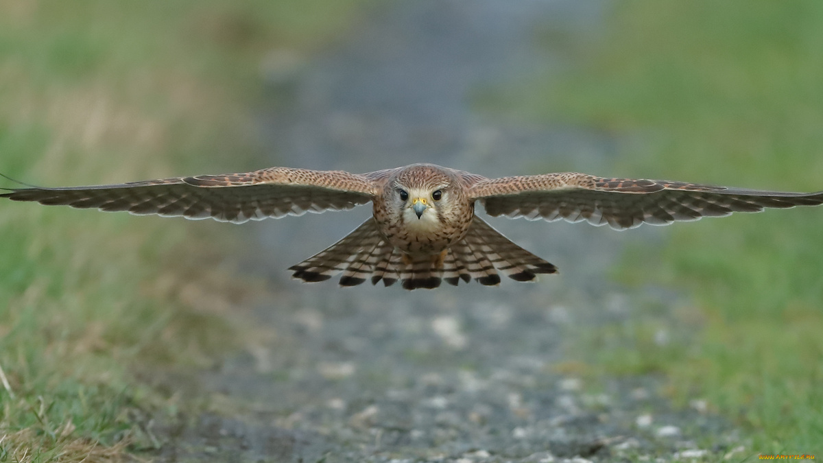 Фото с сайта: https://supercats-club.ru/drugie-zhivotnie/sapsan-siniy.php