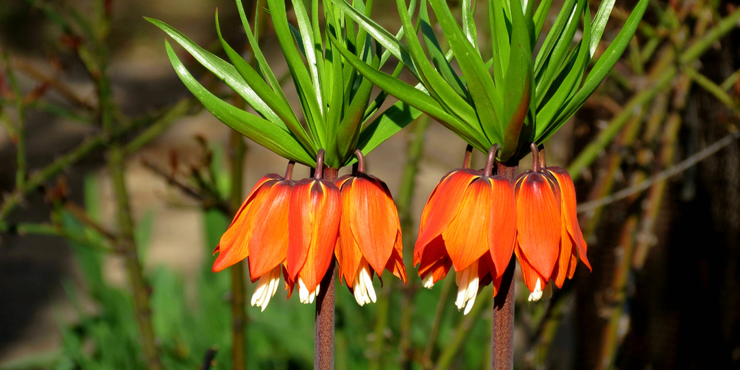 Рябчики: как, когда и где посадить для пышного цветения в следующем году. Секреты посадки рябчиков