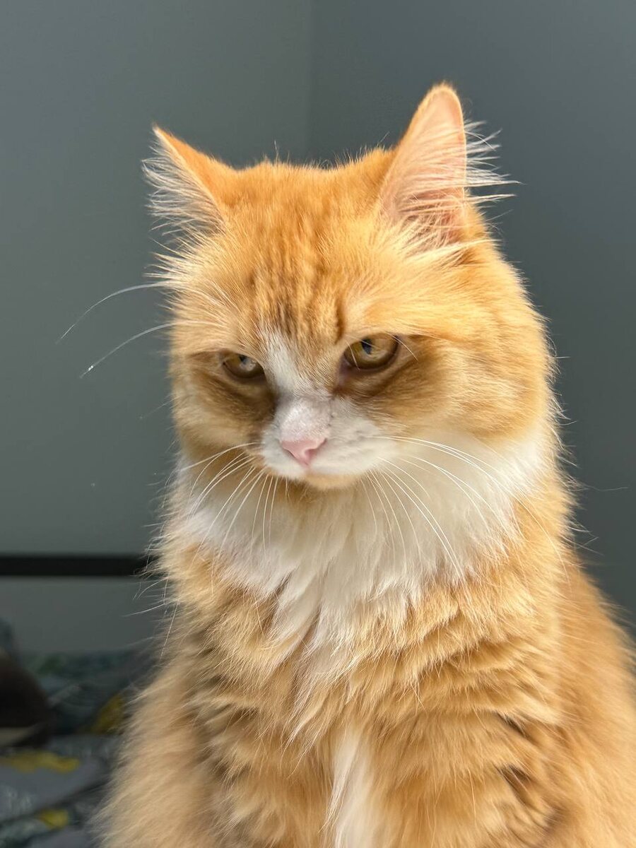 Штефа думу думает... 