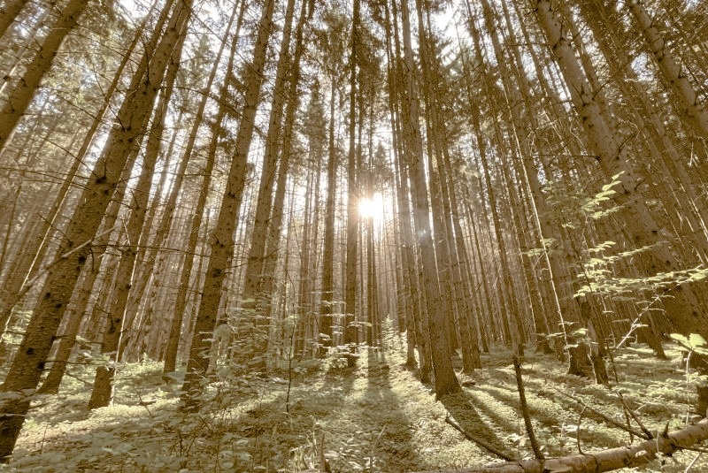 Притча про выбор пути