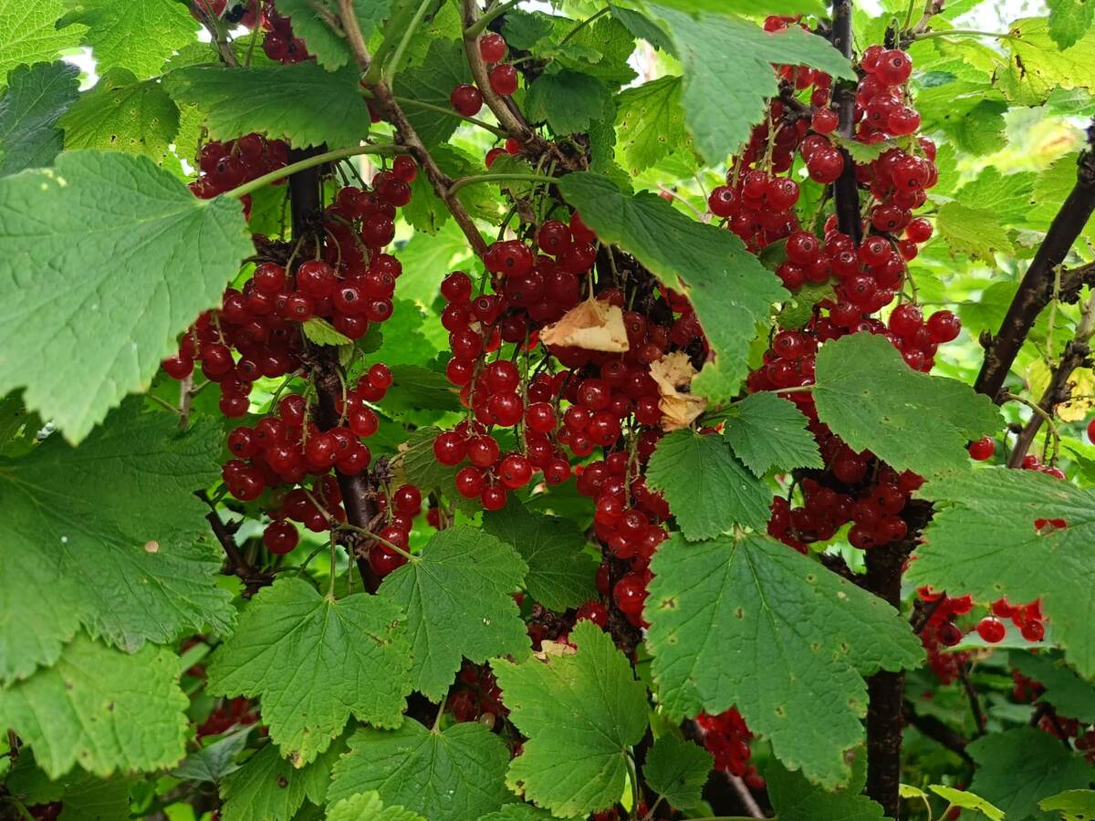 Богатый урожай красной мородины. Фото автора