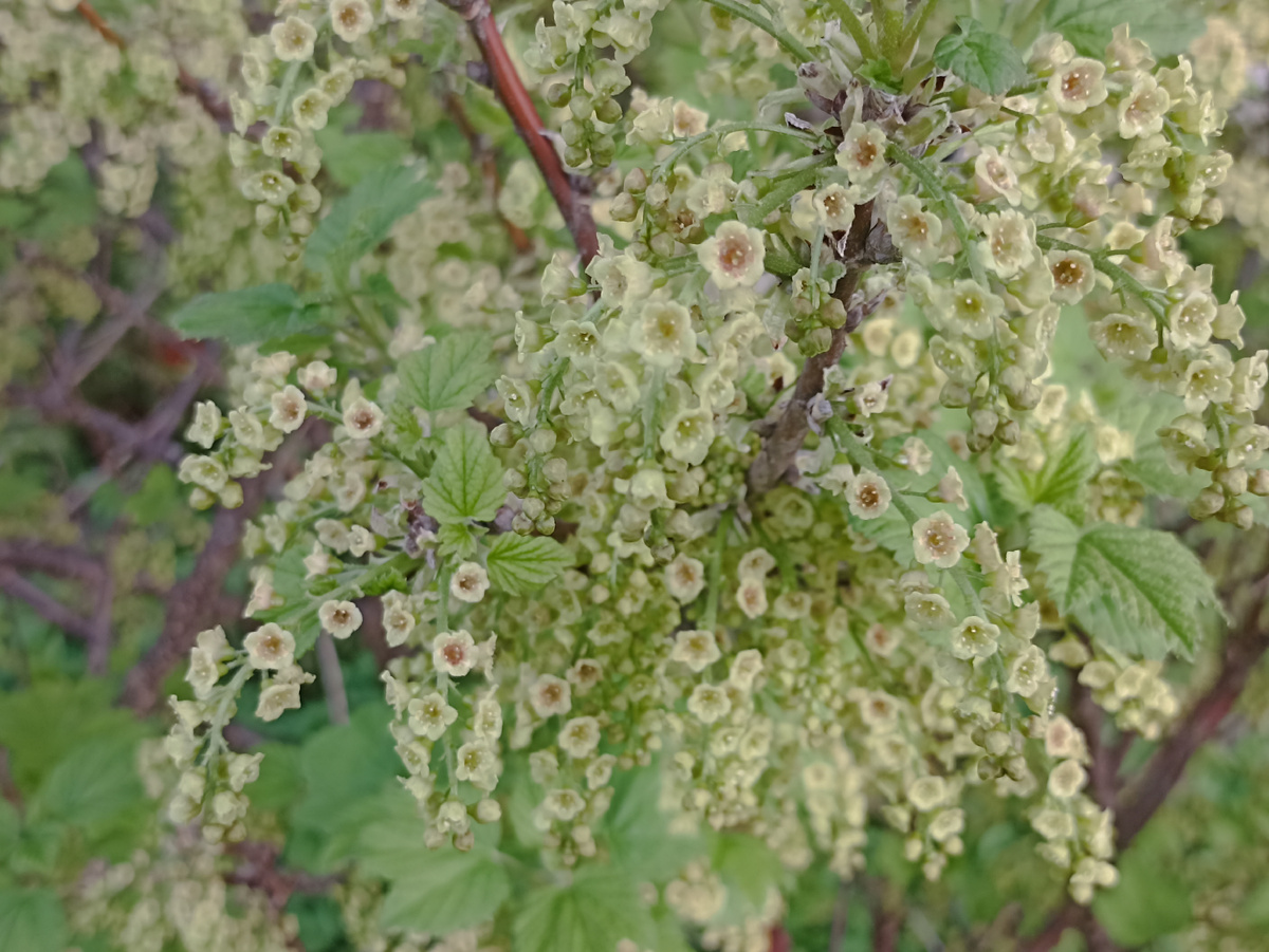 Буйное цветение весной при осенней обрезке. Фото автора