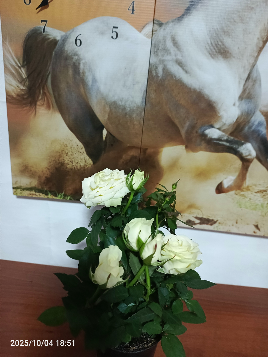 Эти розы в горшке подарили внучки. А остальные цветы стояли на окне. 😊 забыла сфотографировать. 🤳