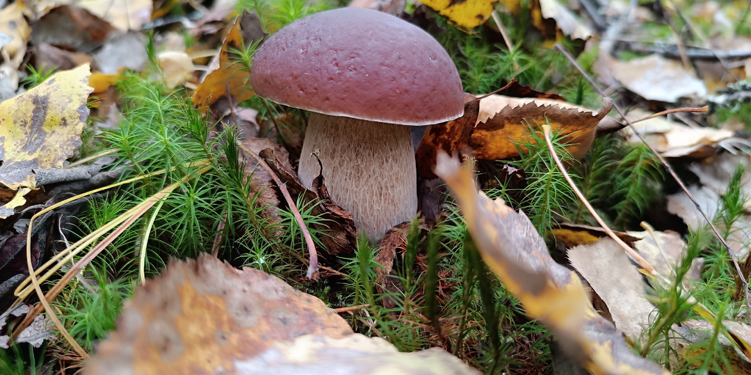 Грибы после мороза есть! 2 пакета подосиновиков и 4 старых финских рецепта