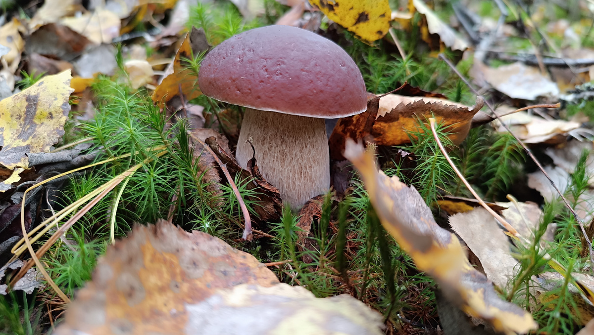 Сбор грибов 3 октября.