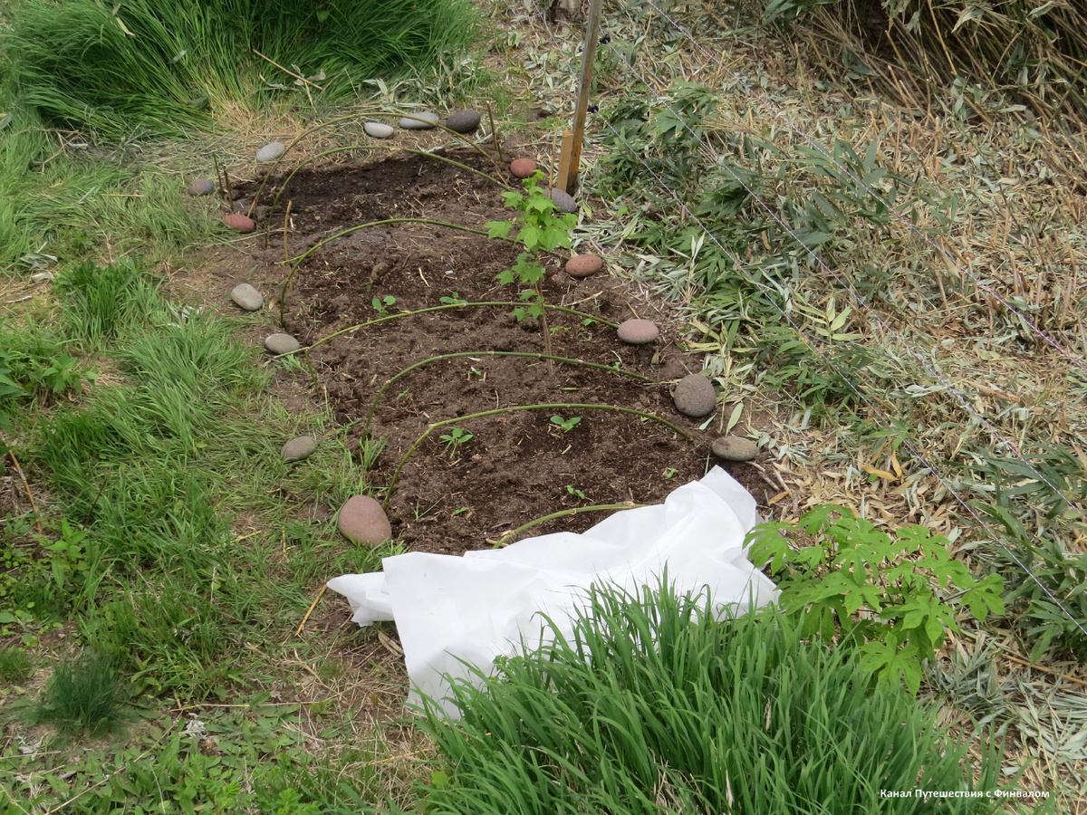 Кабачки в середине июня.