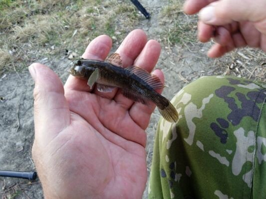    Фото: П.Д. Венгеров, В.С. Шевченко, Хопёрский заповедник