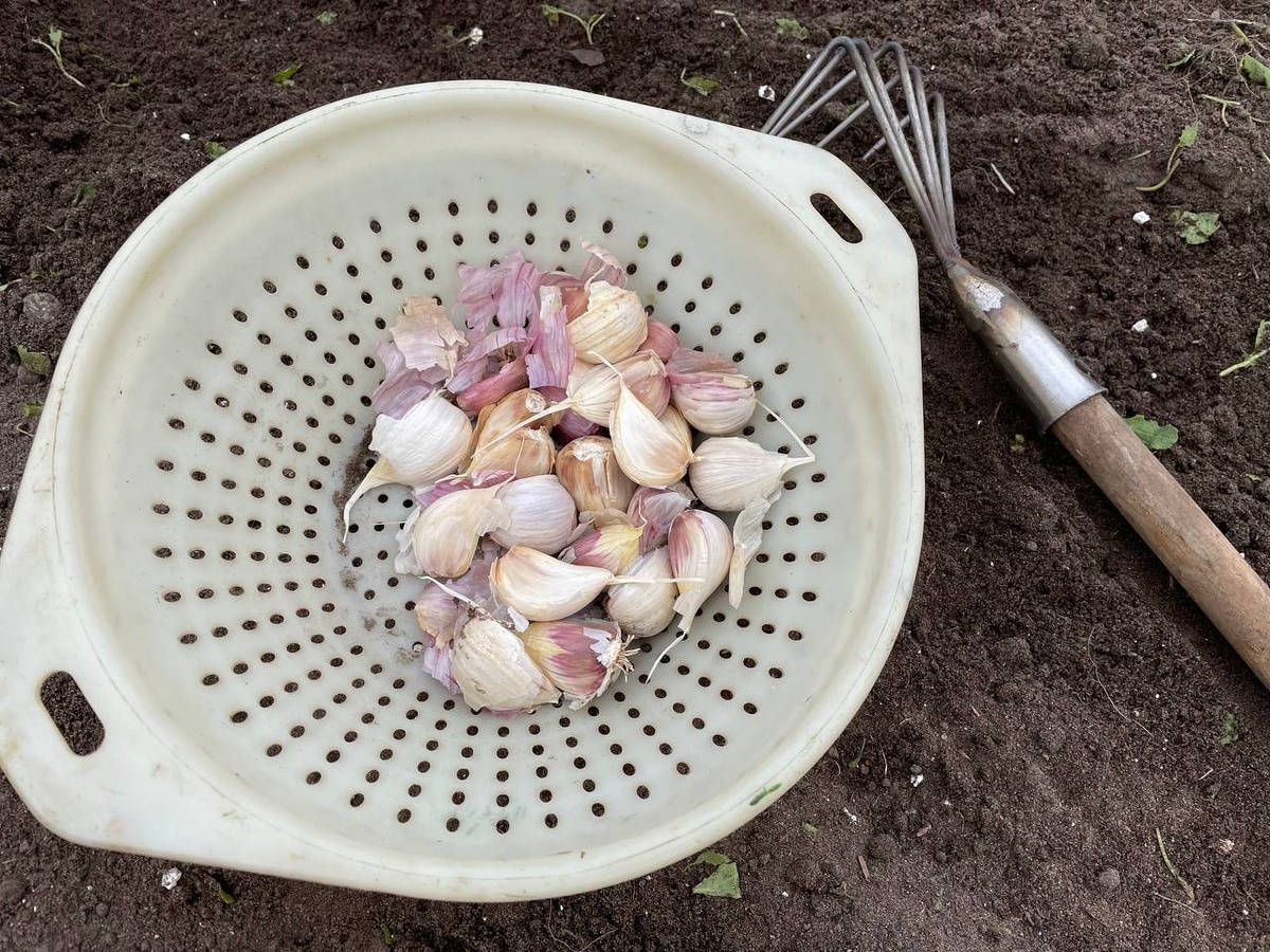 Уже посадила чеснок. Фото автора