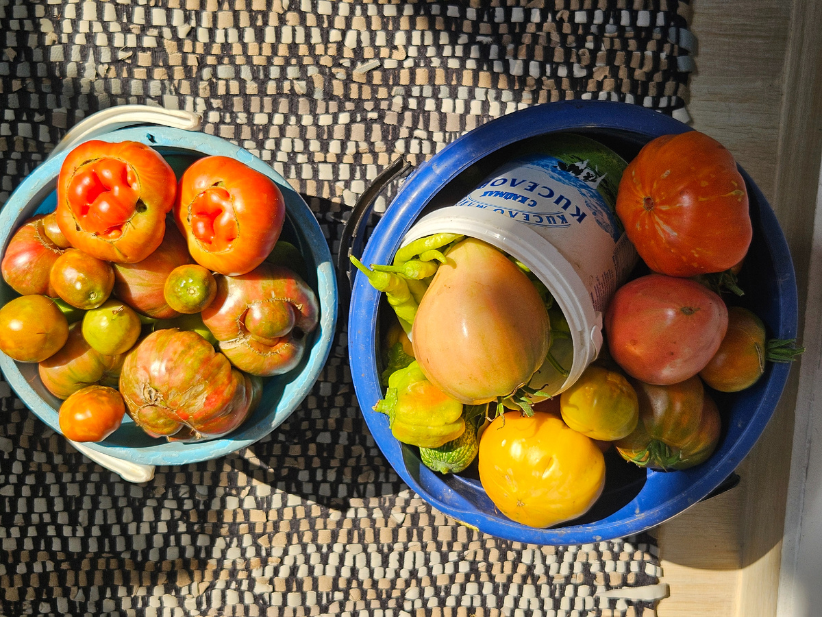 Скромный урожай 2025