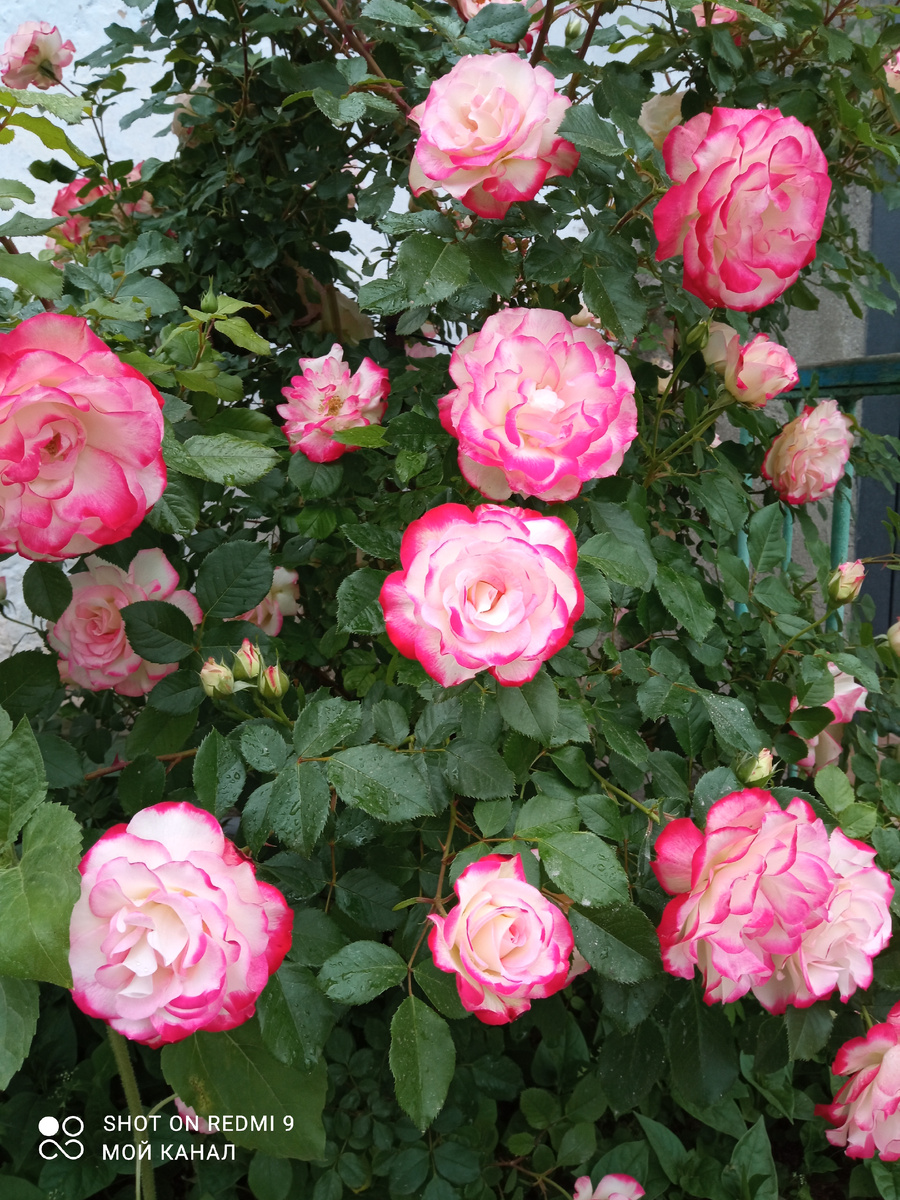 Флорибунда Юбилей Санкт-Петербурга. Фото автора.