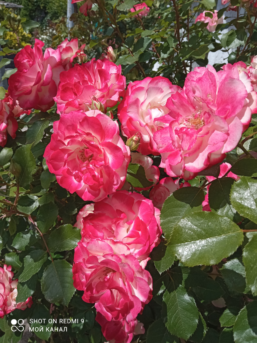 Фото из моего сада.