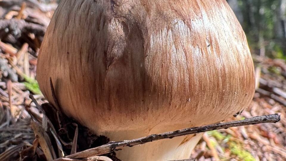 Ма­цу­та­ке (Tricholoma matsutake