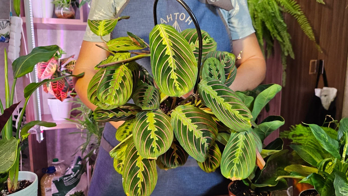 До отпуска маранта была просто шикарной