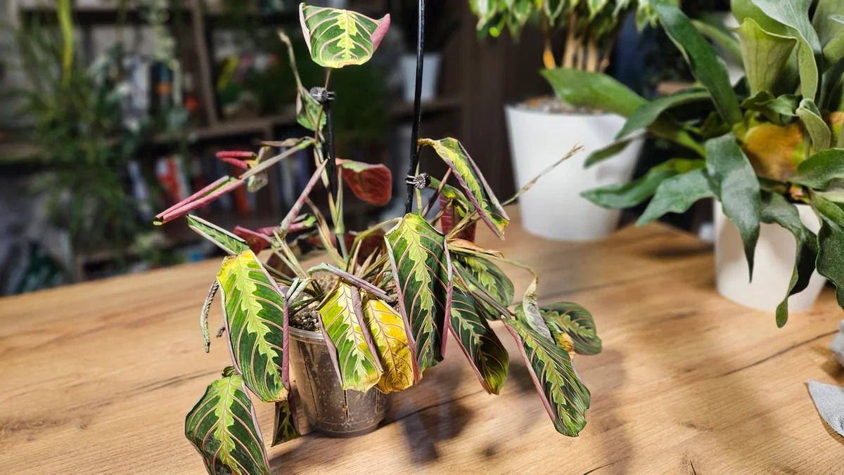 А вот спустя 8 дней - без полива