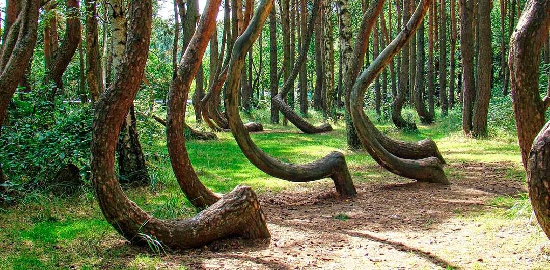 Тайна «Танцующего леса»: мистика, легенды и горькая правда.