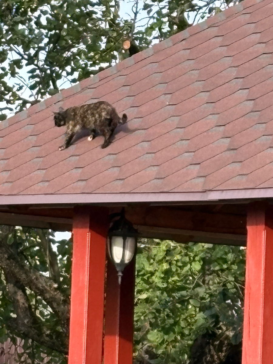 Майка ходит по крыше беседки, как по ровному асфальту.