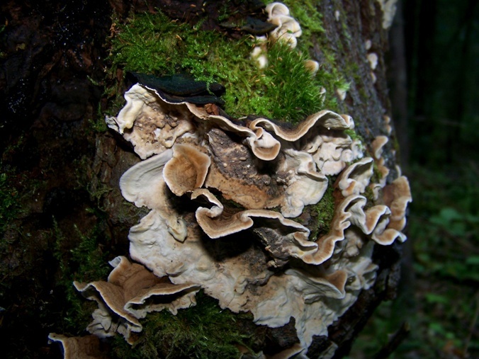 Церрена одноцветная.