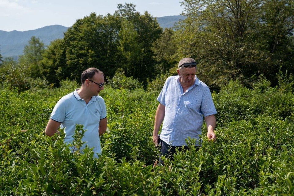    Чаеводы Туапсе. Фото: t.me/glavatuapseregion