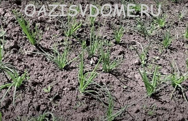 Всходы лука батуна ранней весной