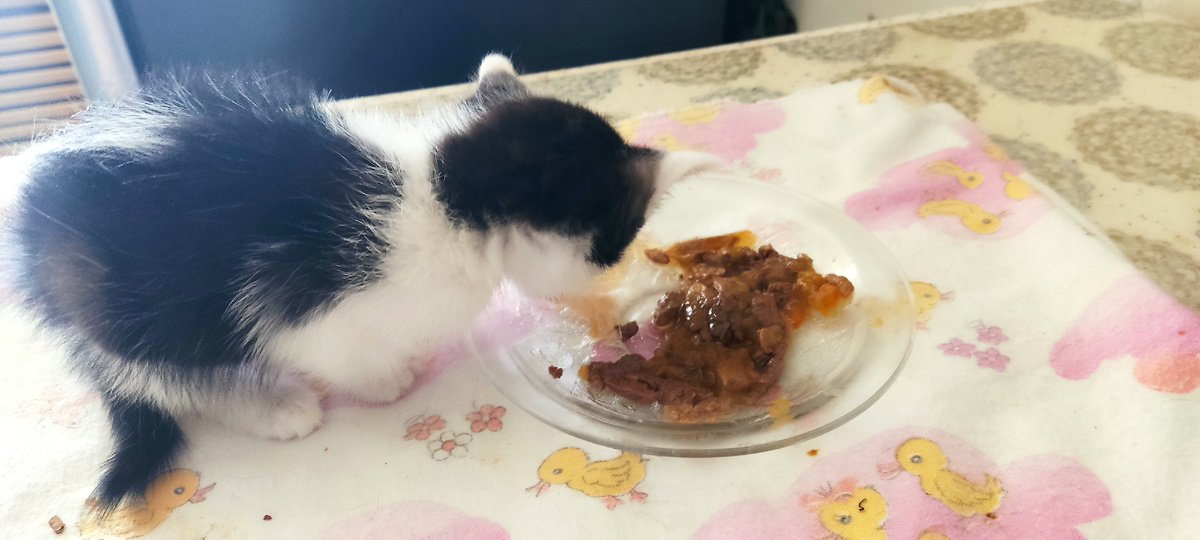 Ест на пеленке на столе, так как взрослые будут лезть в его тарелку