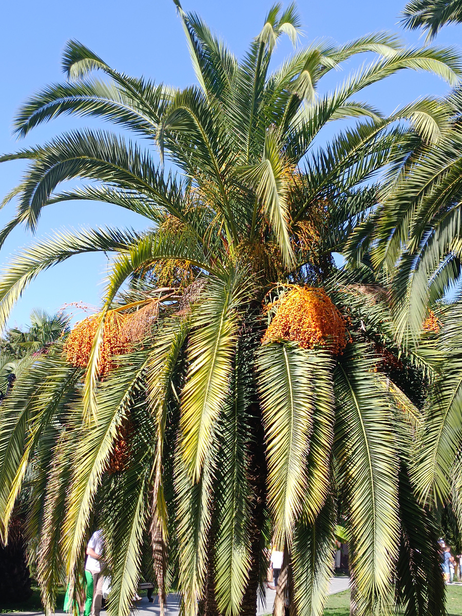 Фото автора. Пальмы Сочи