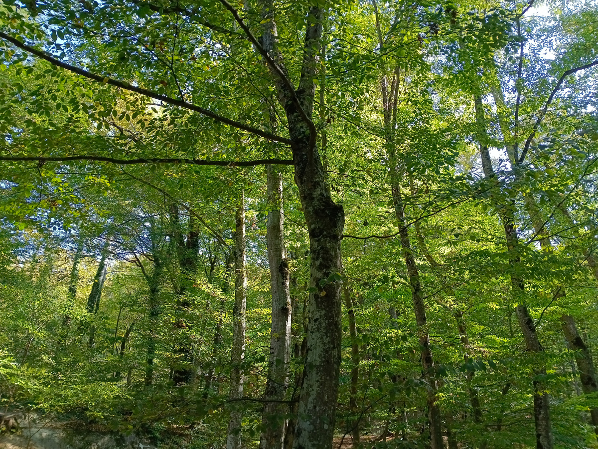 Фото автора. Парк возле санатория в Горячем Ключе