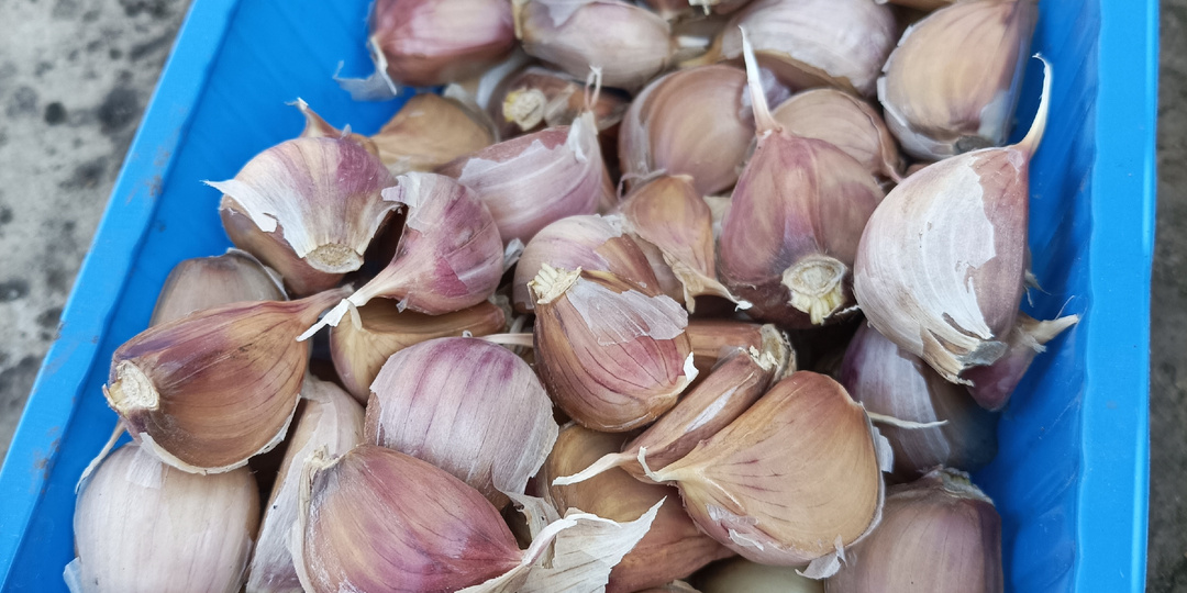 Посадка озимого чеснока: правила, сроки и маленькие хитрости