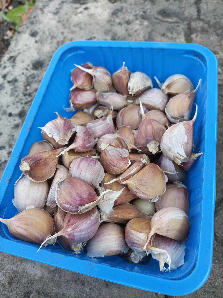 Зубчики чеснока, подготовленные к посадке