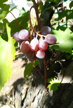 Спящие почки у винограда.