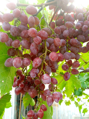 Грёзы Елены, отличается выраженным приятным мускатным ароматом.