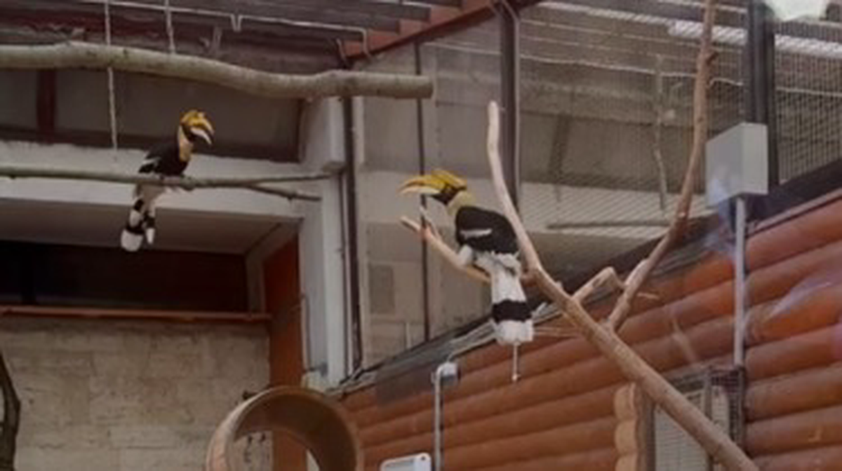    Фото: скриншот / «Ленинградский зоопарк» / Telegram