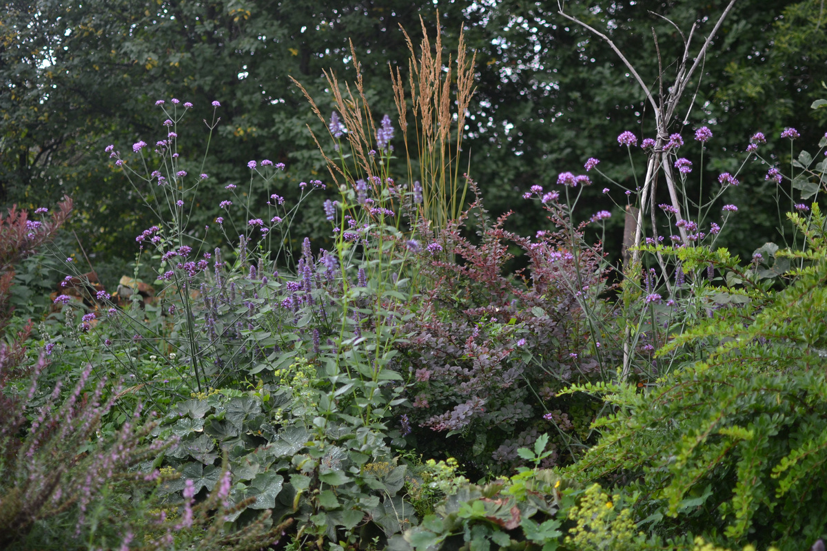 Лофант, вейник Карл Фостер, вербена бонарская