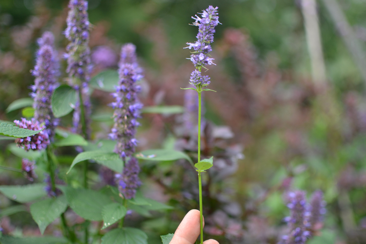 Лофант простачок прошлогодний на фоне нового набитого. Галерея, листайте