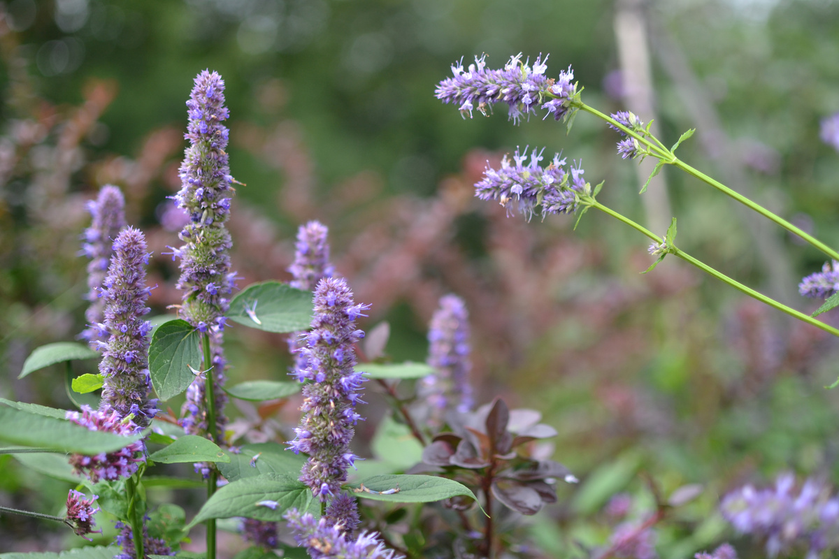 Два лофанта в сравнении
