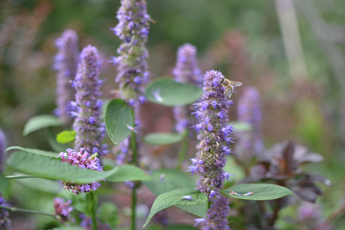 С насекомым