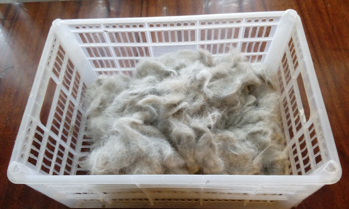 Добыли шерсть хаски