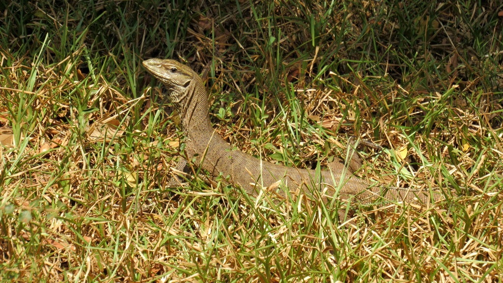 Найден мной в Полоннаруве