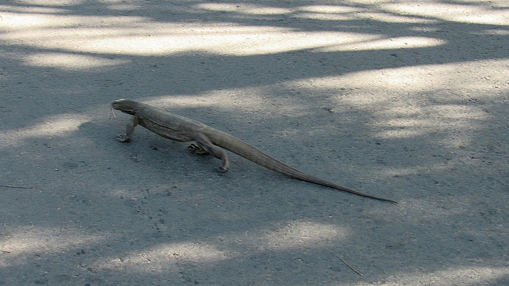 Встретились по пути в Тринкомали 