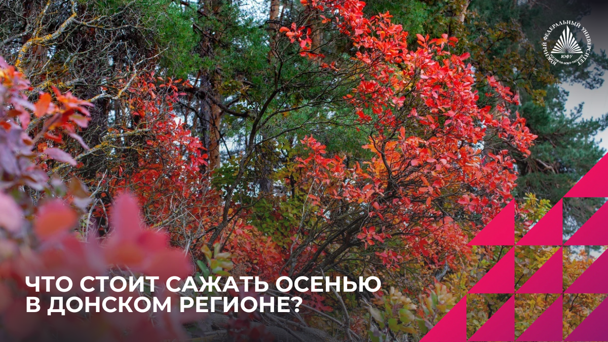 Фото: Центр общественных коммуникаций ЮФУ