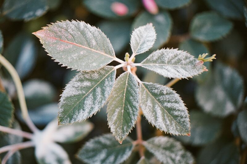 мучнистая роса на розе